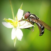 /album/associa%c3%a7%c3%a3o-agro-florestal-das-terras-do-barroso/photolia-a02-jpg/