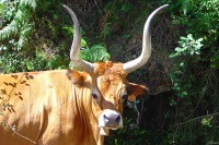 /album/associa%c3%a7%c3%a3o-agro-florestal-das-terras-do-barroso/barrosa-jpg/